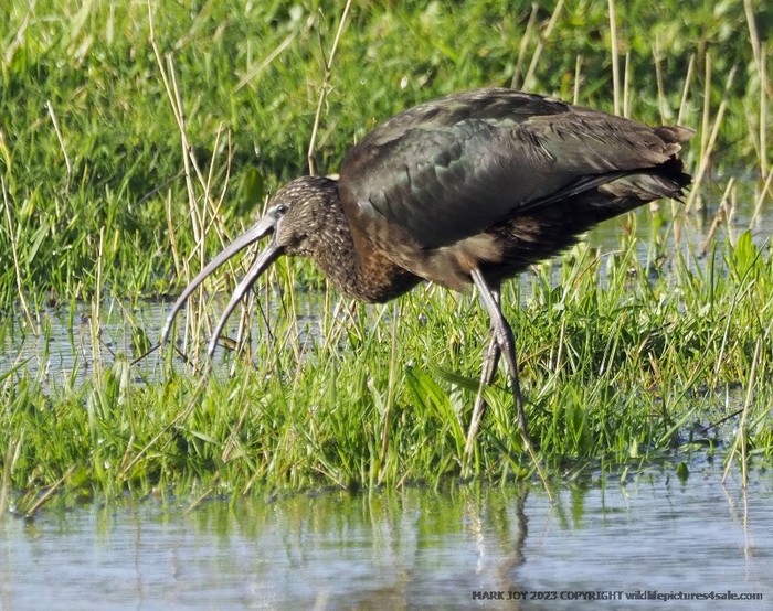 Glossy Ibis
