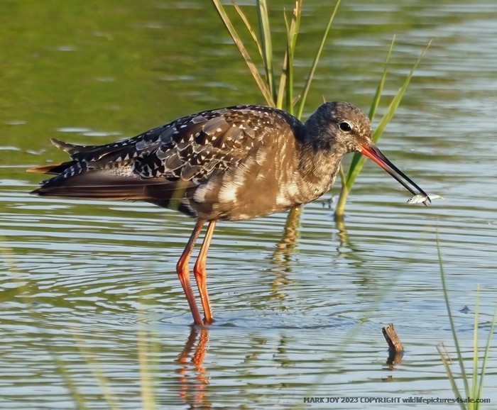 Spotted Redshank