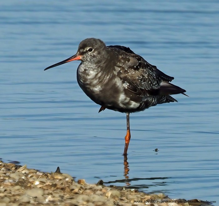 Spotted Redshank