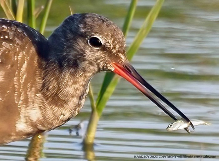 Spotted Redshank