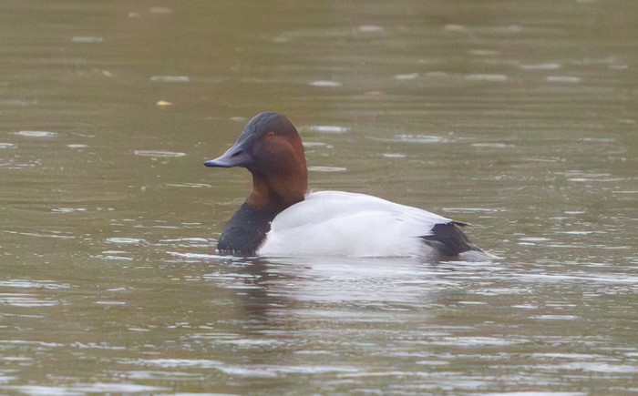 Canvasback