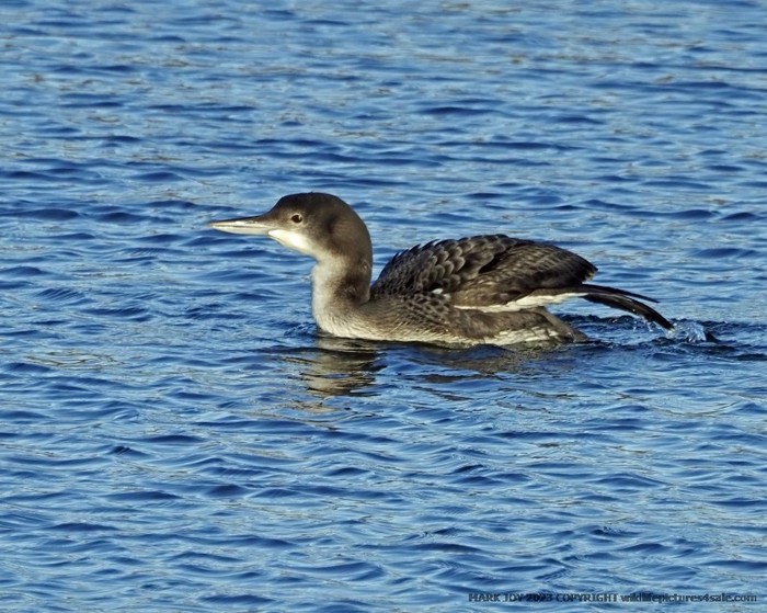 Great Northern Diver