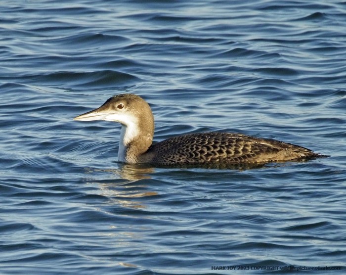 Great Northern Diver