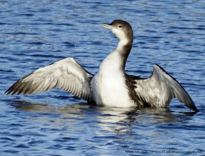 Great Northern Diver