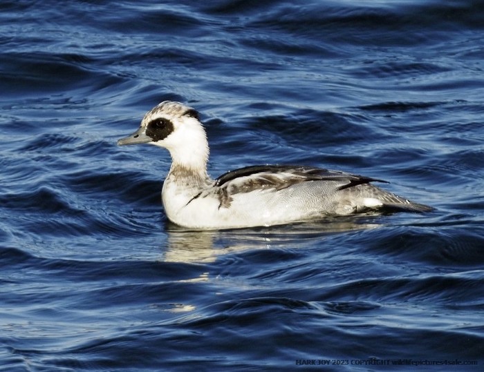 Smew
