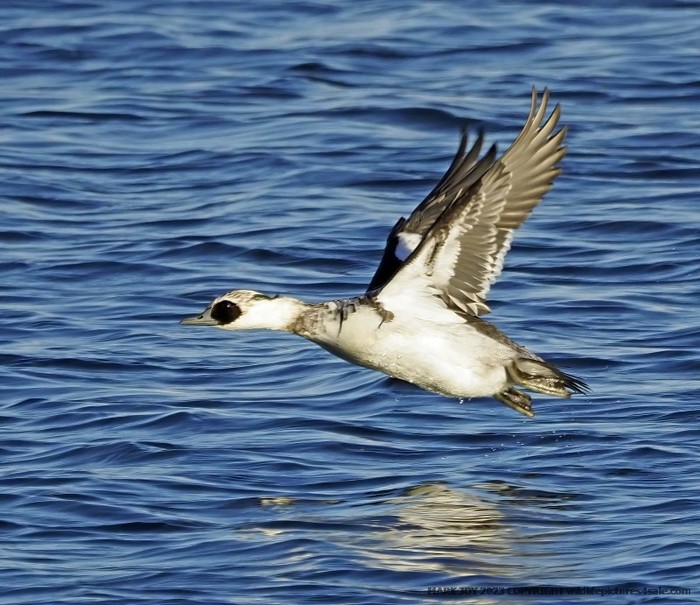 Smew