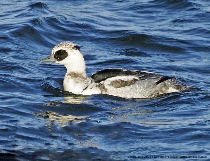 Smew