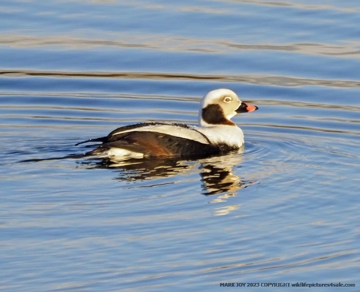 Long-tailed Duck
