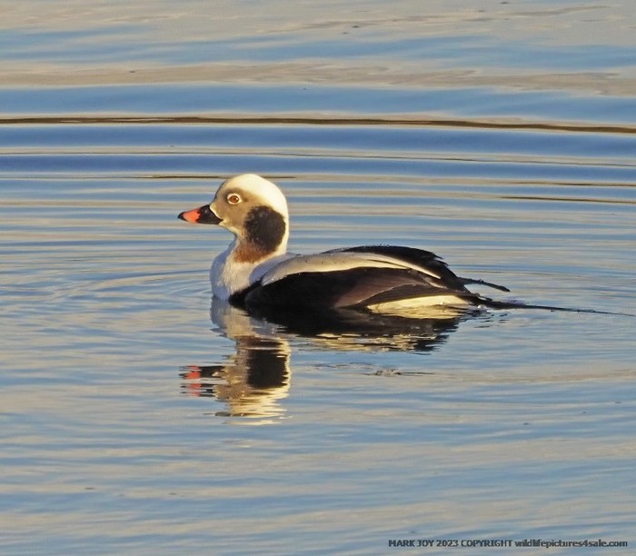 Long-tailed Duck