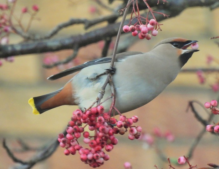 Waxwing 