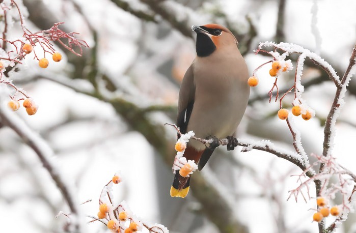 Waxwing