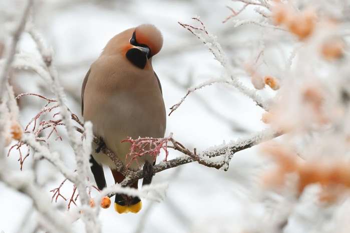 Waxwing