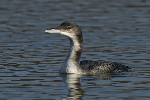 Great Northern Diver