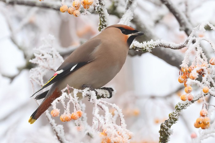 Waxwing