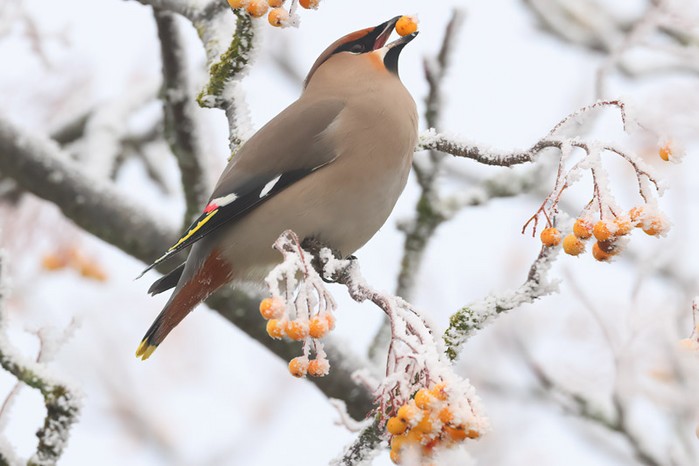 Waxwing