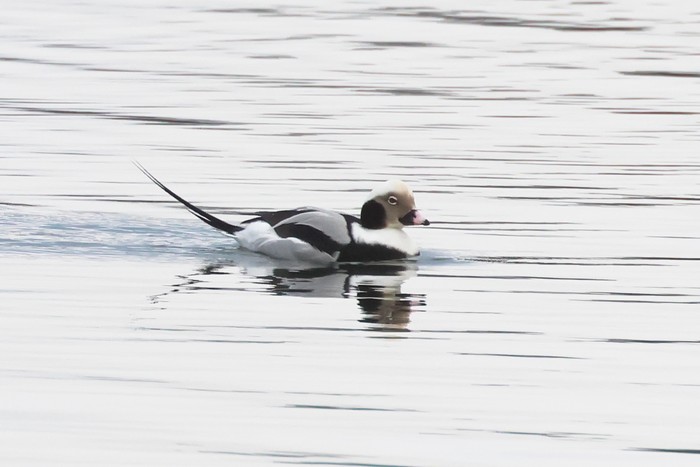 Long-tailed Duck
