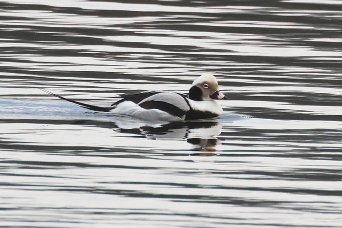 Long-tailed Duck