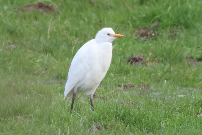 Cattle Egret