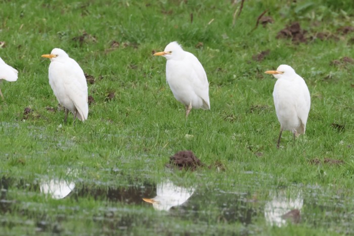 Cattle Egret