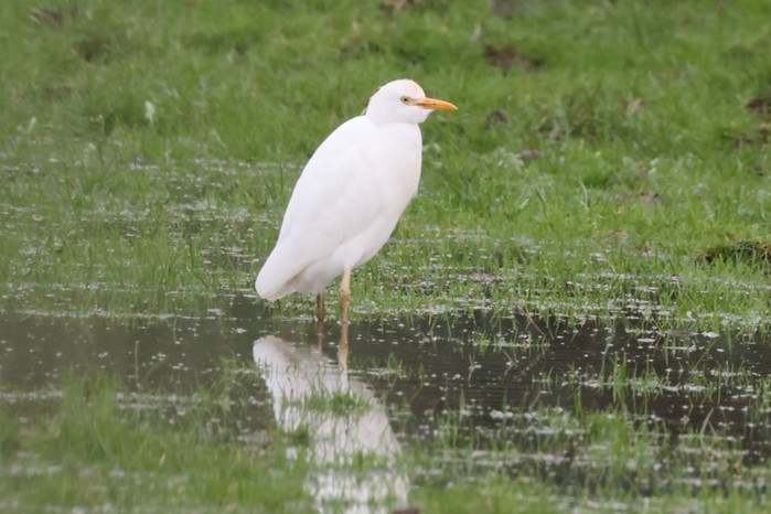 Cattle Egret