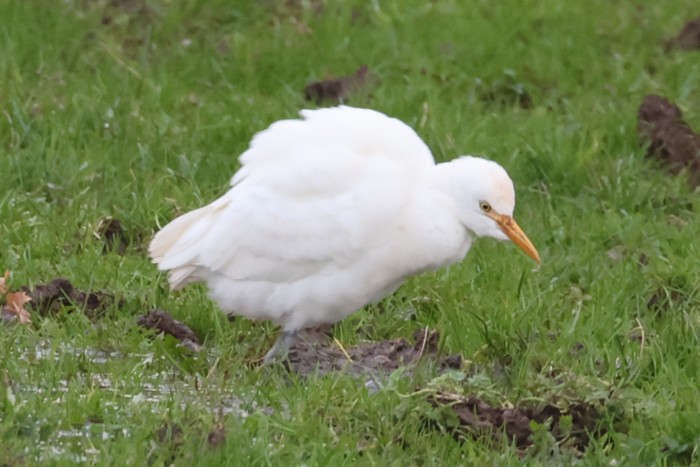 Cattle Egret