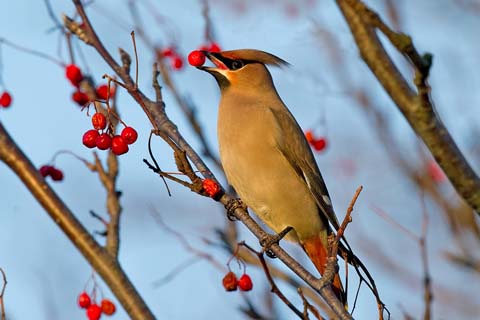 Waxwing