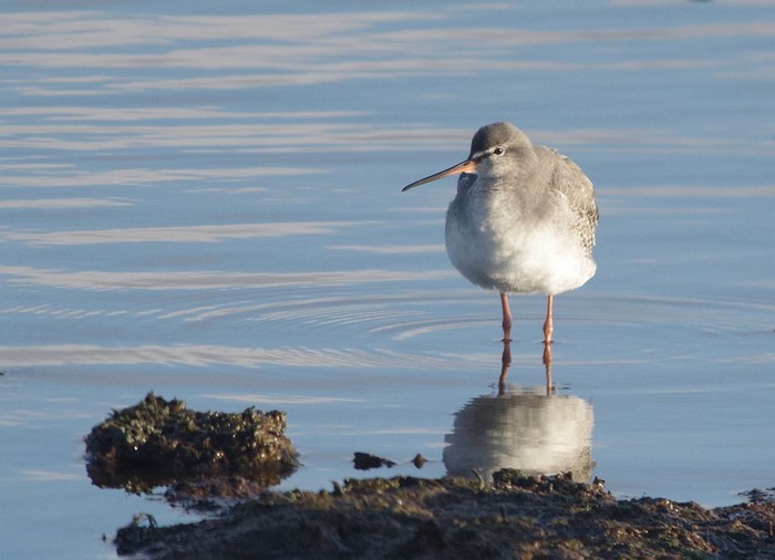 Spotted Redshank