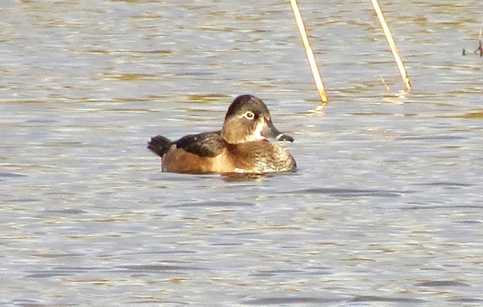 Ring-necked Duck