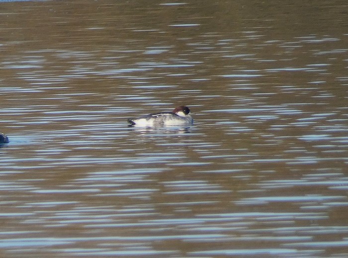 Smew