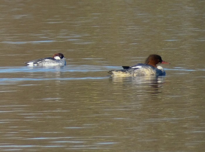 Smew