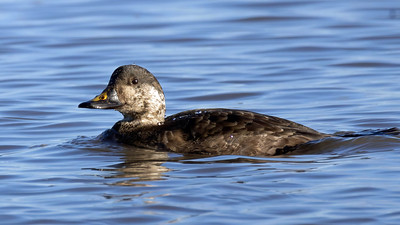 Common Scoter
