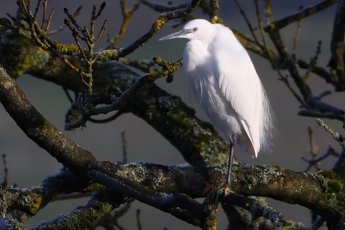 Little Egret