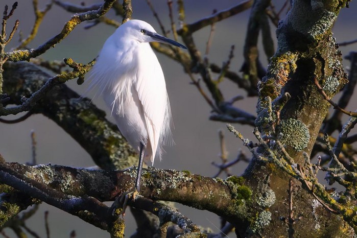 Little Egret