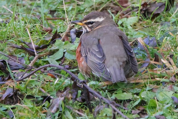 Redwing