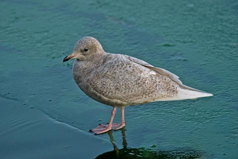 Iceland Gull