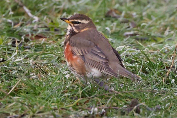Redwing