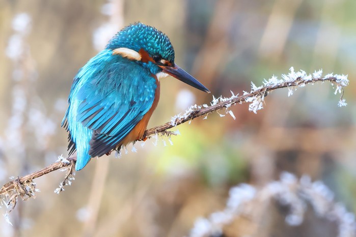 Kingfisher