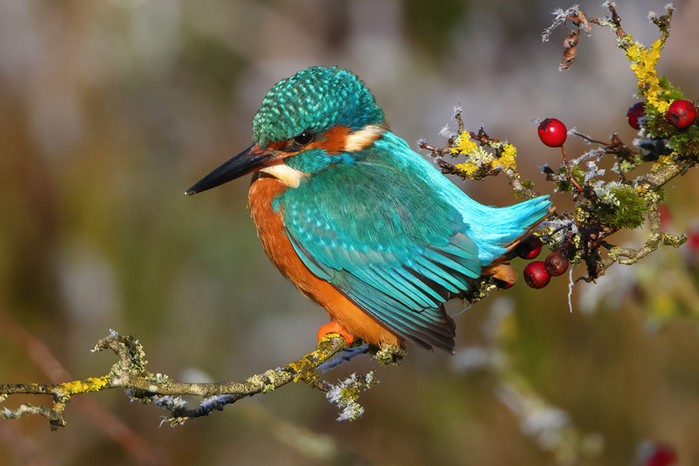Kingfisher