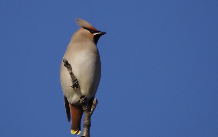 Waxwing