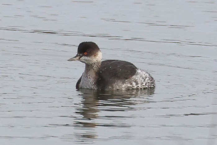 Black-necked Grebe