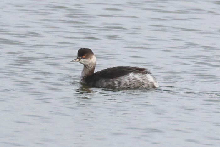 Black-necked Grebe