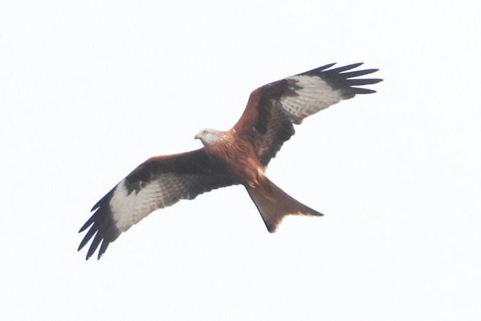 Red Kite