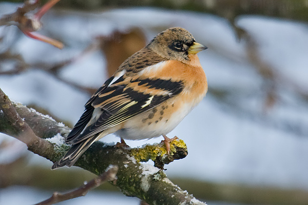 Brambling