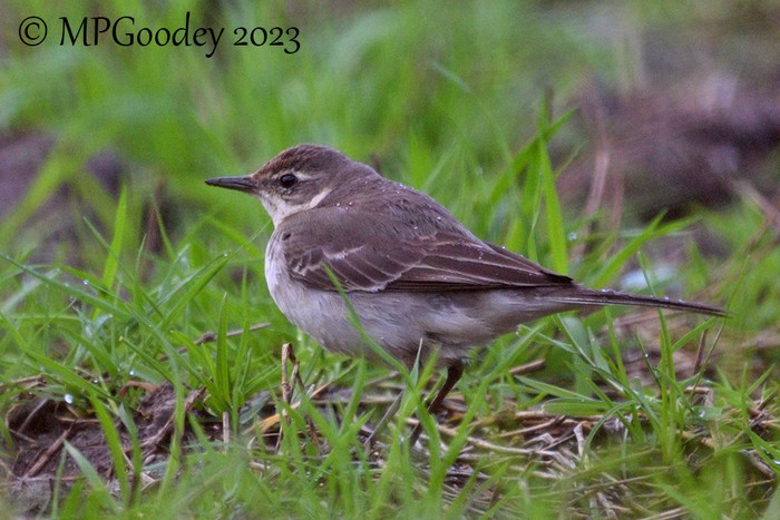 Eastern Yellow Wagtail