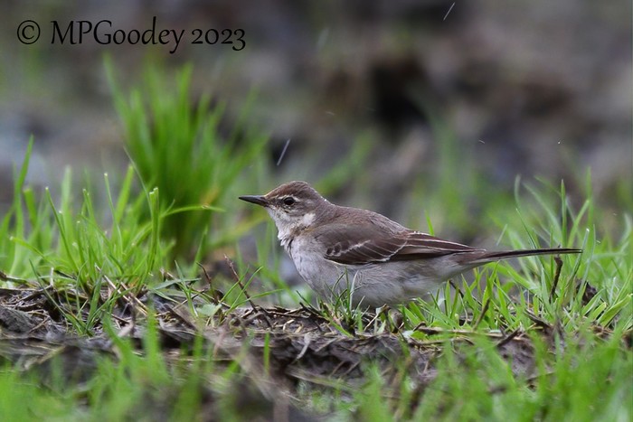 Eastern Yellow Wagtail