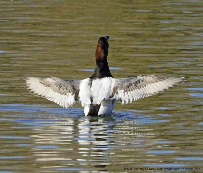 Canvasback
