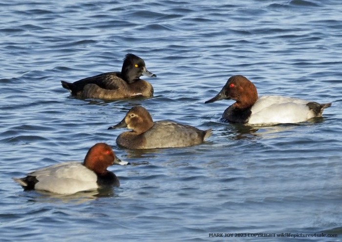 Canvasback