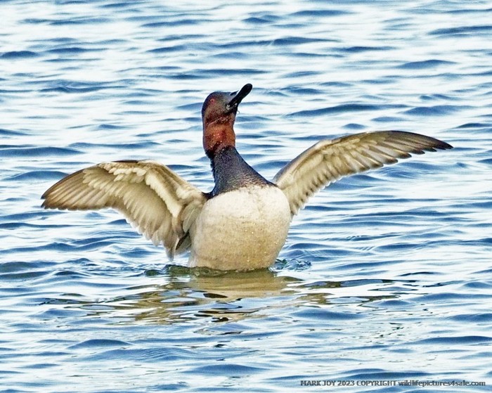 Canvasback