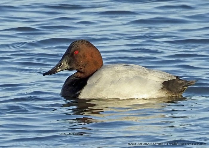 Canvasback