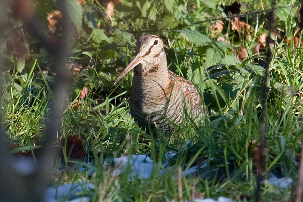 Woodcock